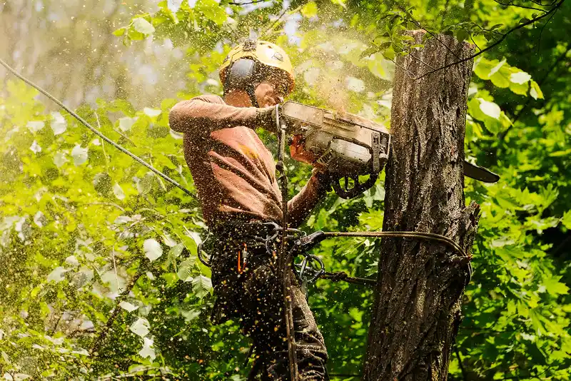 Tree Removal Ottawa