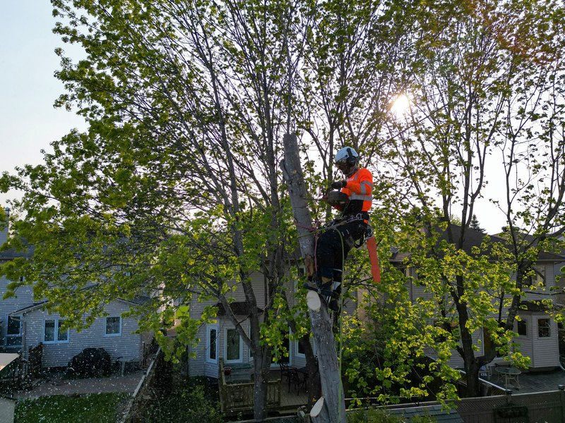 Drone view of a Tree King climber working high in a tree