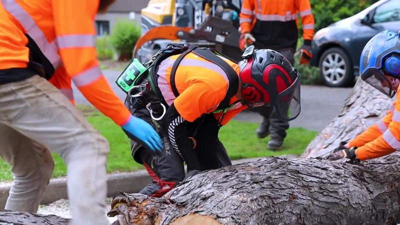 Tree King arborist cutting a large trunk into rounds on the street