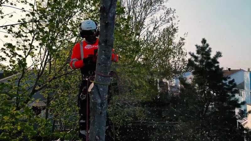 Tree King climber on a trunk during a sectional removal