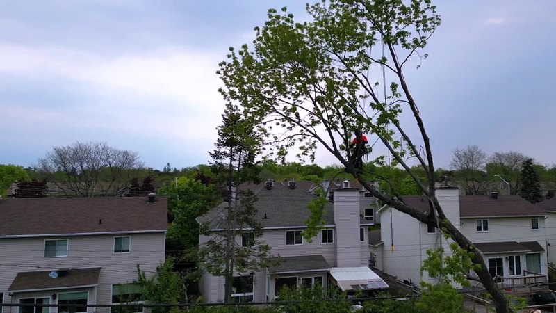 Tree King crane removal of a large silver maple in an Ottawa neighbourhood, seen from the air