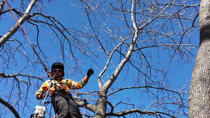 Arborist pruning high in a bare canopy against a blue sky