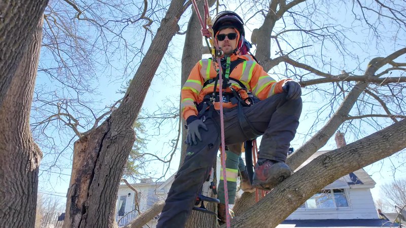Tree King arborist roped in, pruning a mature tree