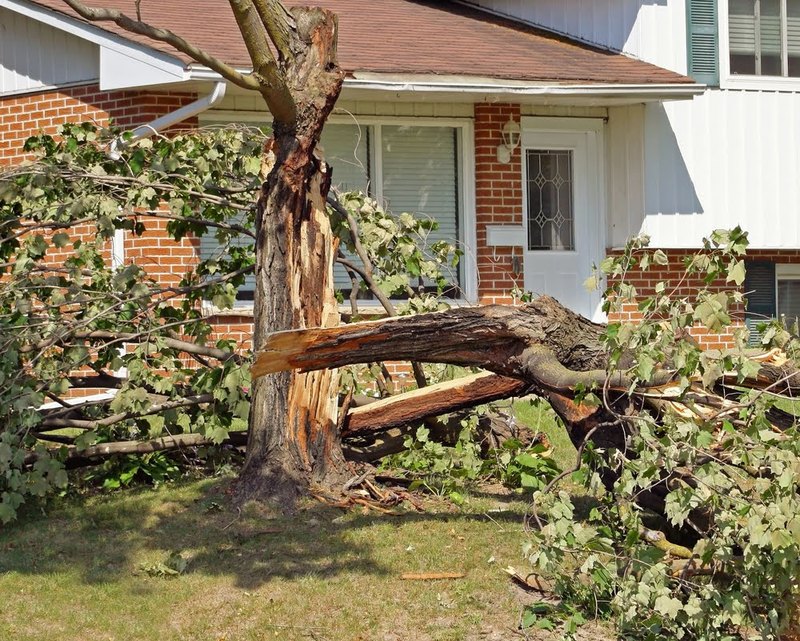 Storm-damaged tree, the kind of call Tree King answers 24 hours a day