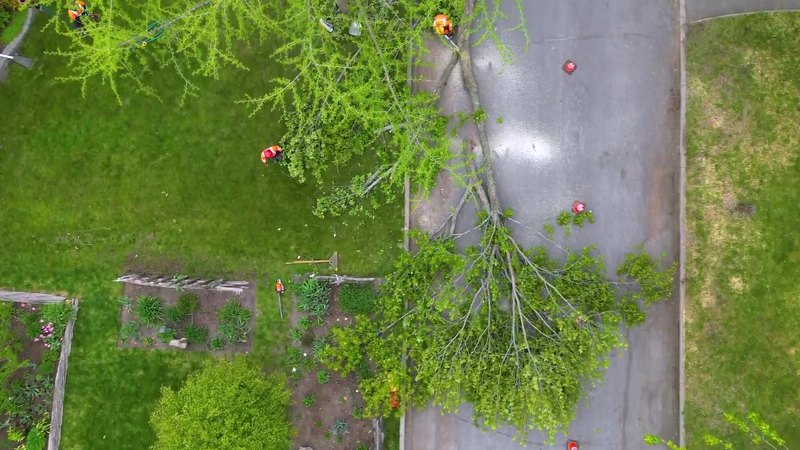 Overhead drone view of tree sections laid on a street during a removal