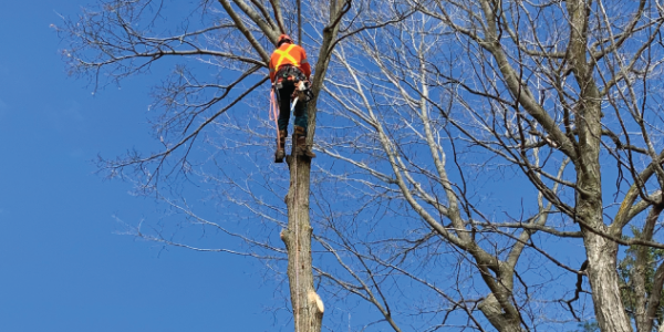 Tree removal services Ottawa