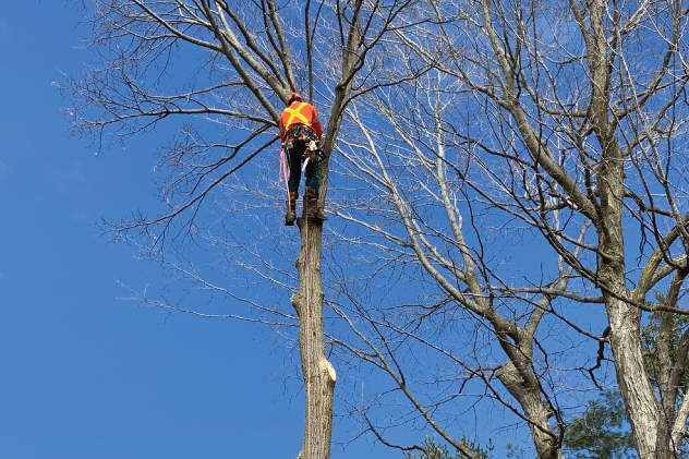 Tree removal services Ottawa