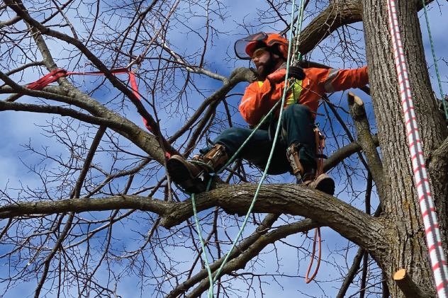 Hedge trimming services Ottawa