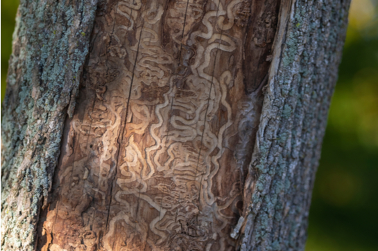 A tree which has been infested by emerald ash borers