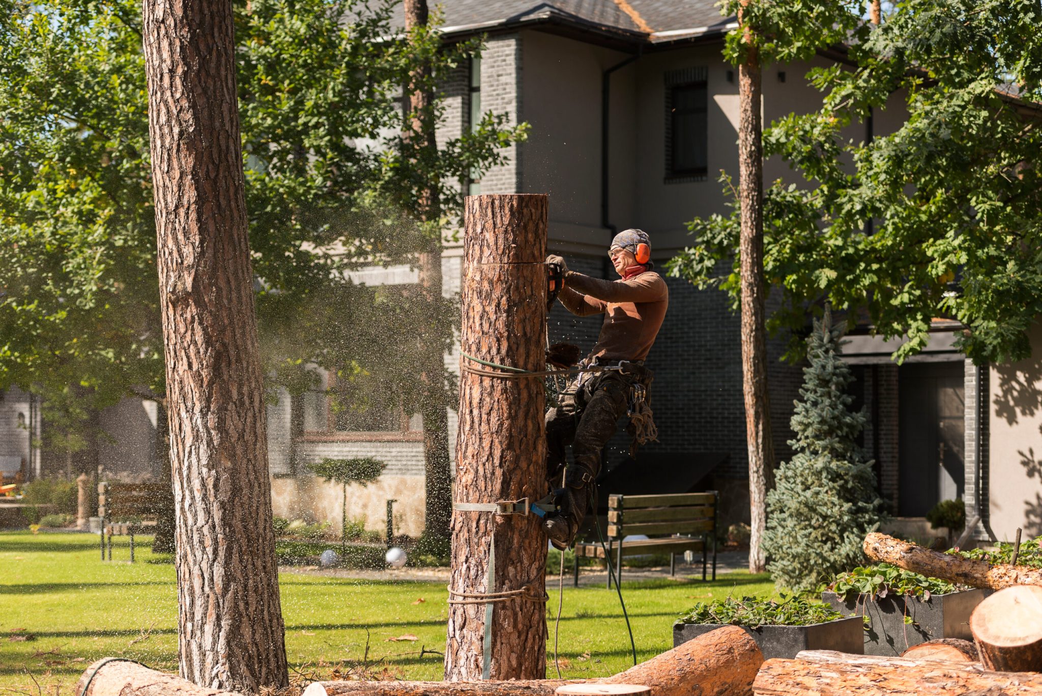 Tree King Arborist removes a tree in an Ottawa yard