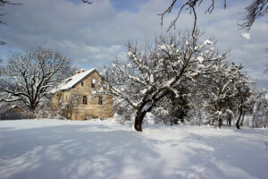 ottawa house trees in winter