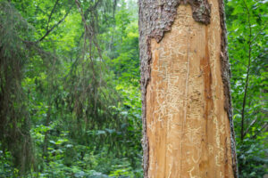 ottawa tree damaged by beetle