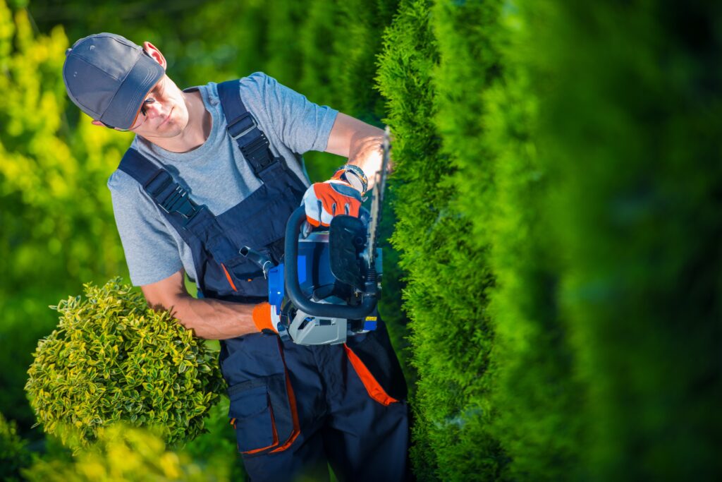 Arborist trimming a hedge with a gas powered hedge trimmer