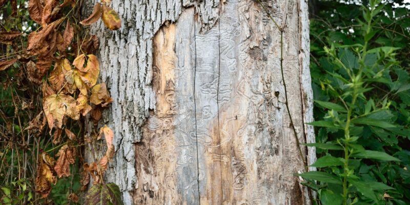 ottawa tree damaged by beetle