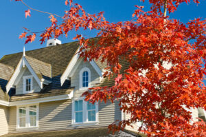 maple tree at ottawa house