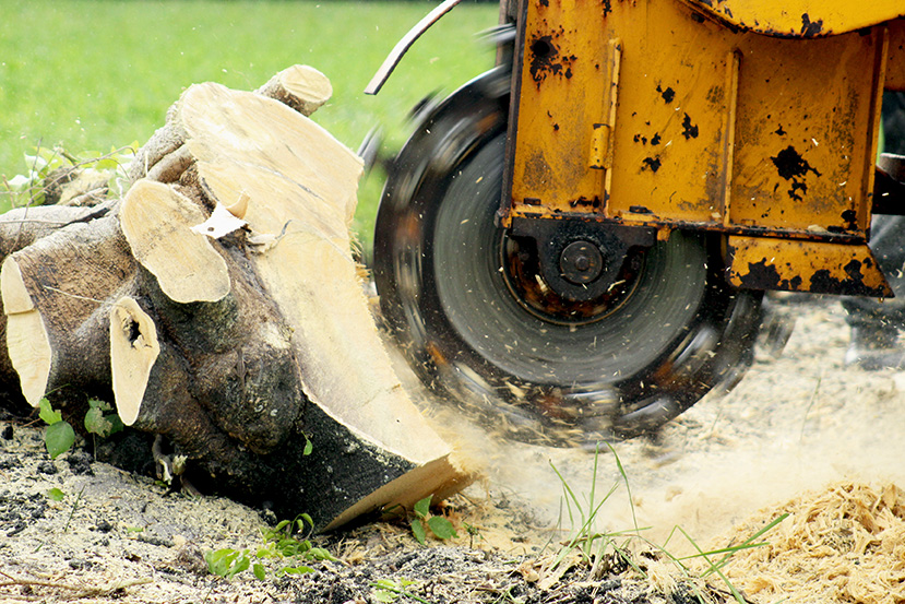 Stump grinding Ottawa