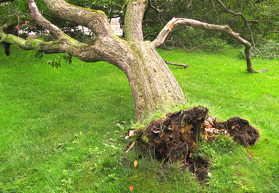 Ottawa Tree Service Tree King