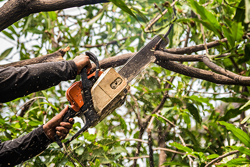 Tree trimming services Ottawa