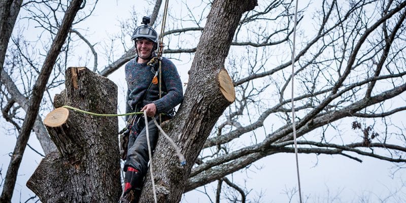 Ottawa tree removal services