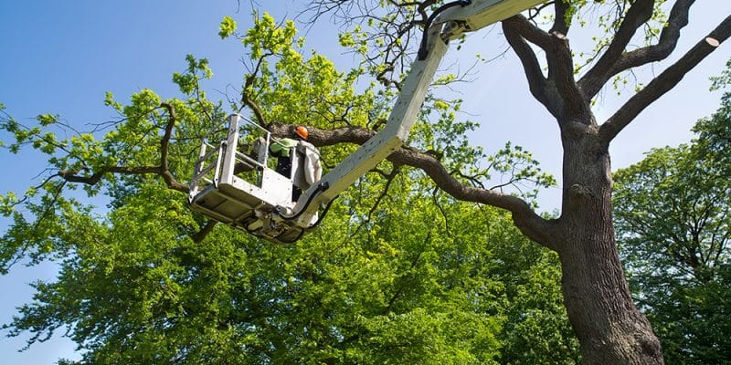 Tree pruning service Ottawa