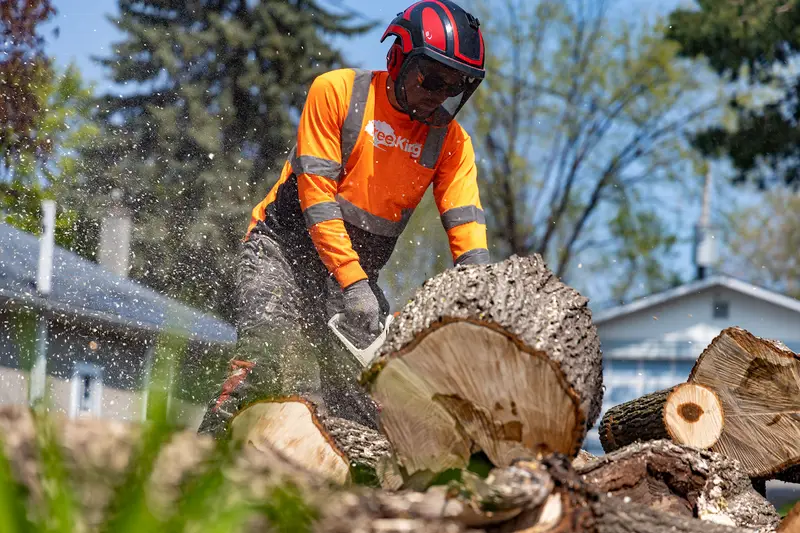 Ottawa Tree Removal