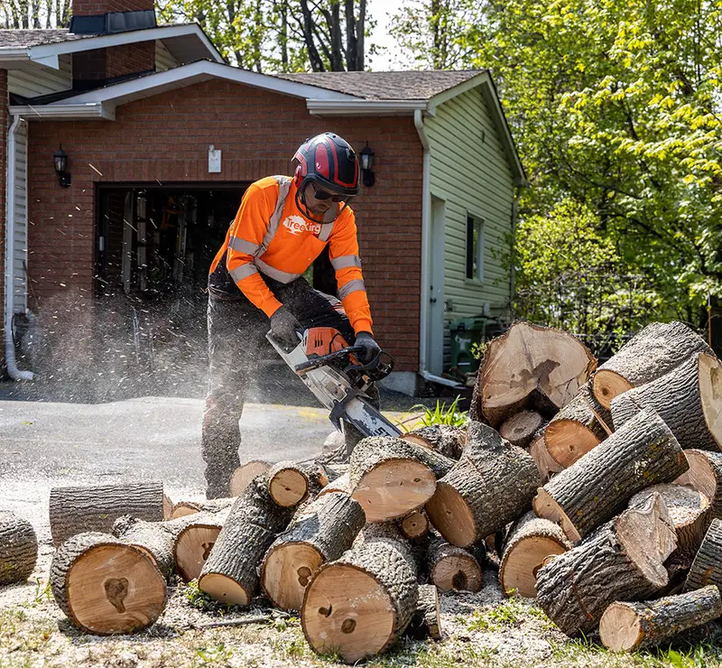Tree King Ottawa crew at work
