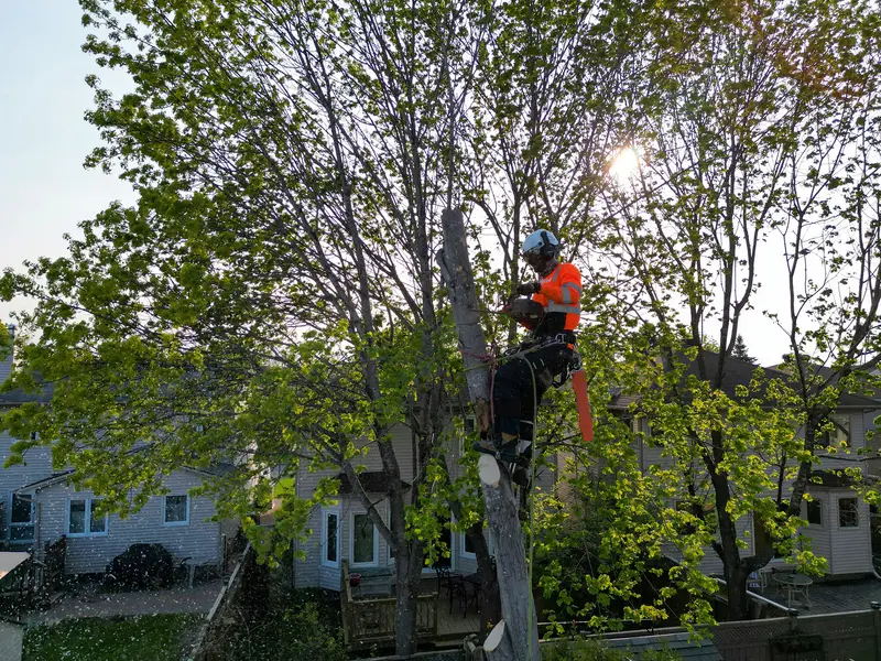 Why professional tree care matters for your property in Ottawa