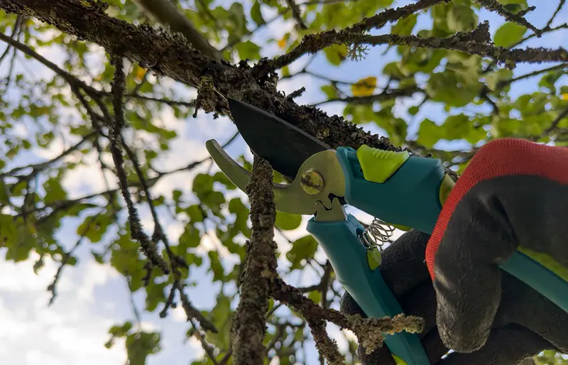 What is Tree Pruning?