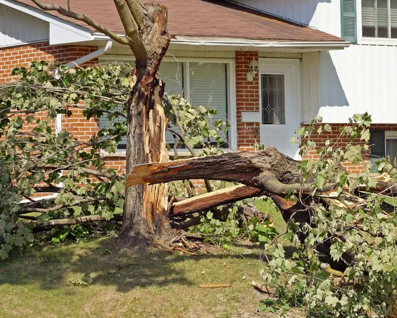 Signs you might need to remove a tree from your property