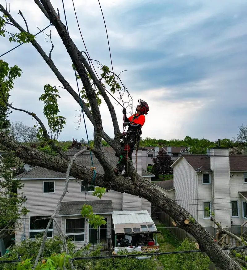 Tree King Ottawa Tree Removal