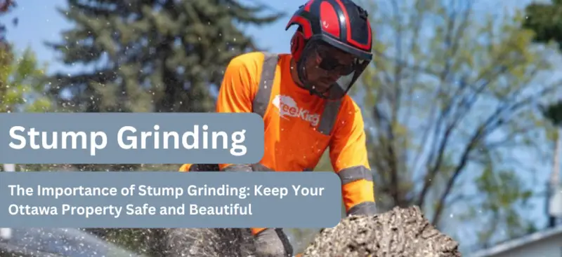 Stump Grinding: Enhance Safety and Beauty for Your Ottawa Property