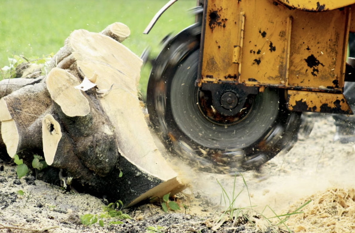 Stump Removal Ottawa