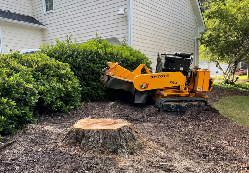 Tree Stump Removal in Ottawa: Why It's Essential for Your Yard's Health