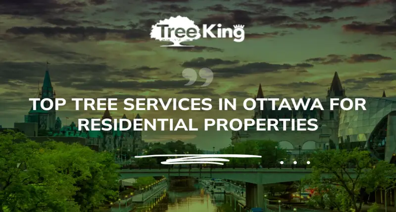 Top Tree Services in Ottawa for Residential Properties