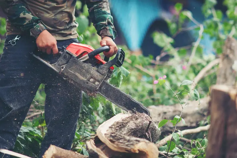 Choosing the Best Ottawa Tree Service: What to Look for in a Tree Care Company